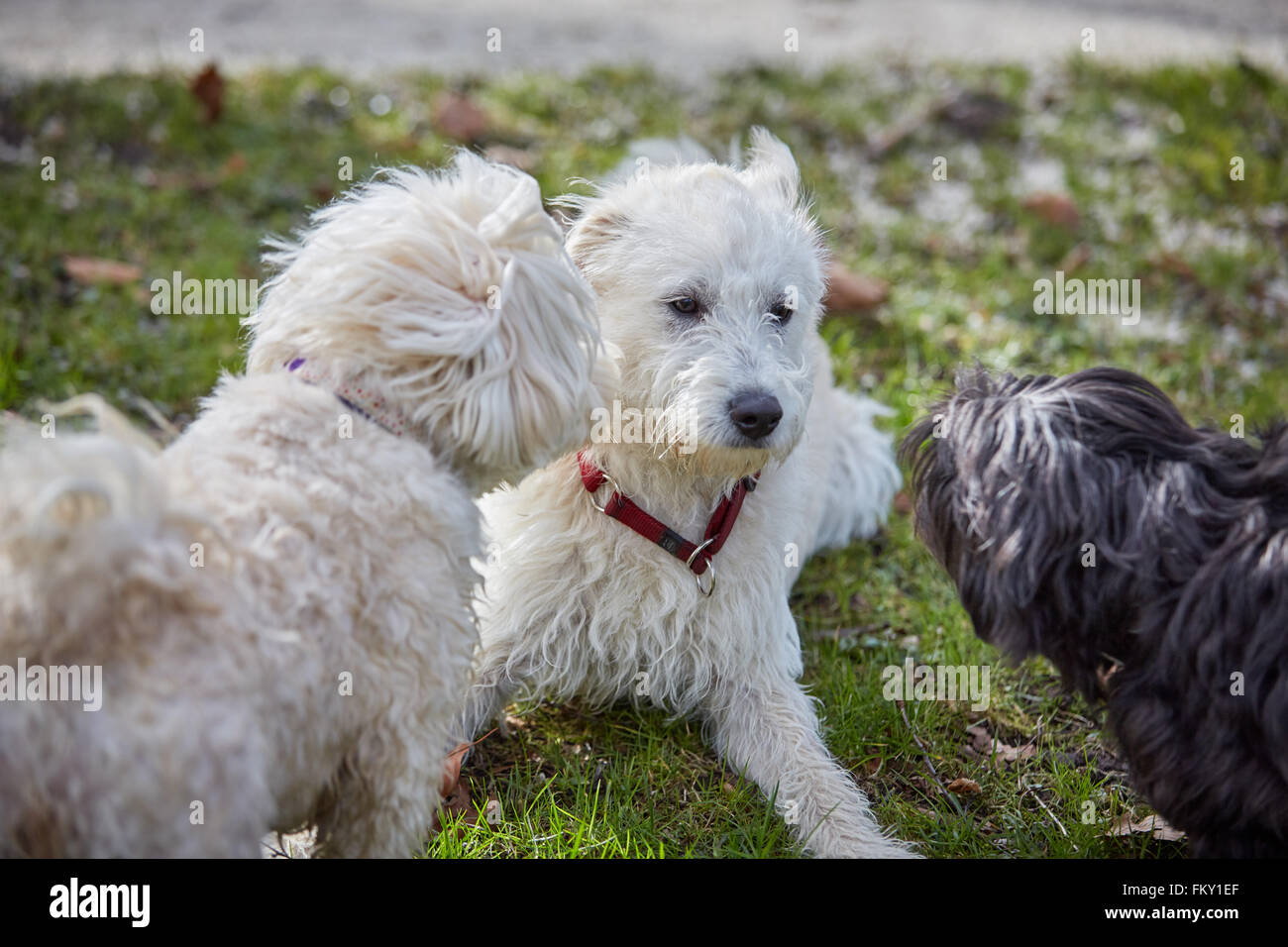 Three dogs sniffing each other in the park in spring Stock Photo Alamy