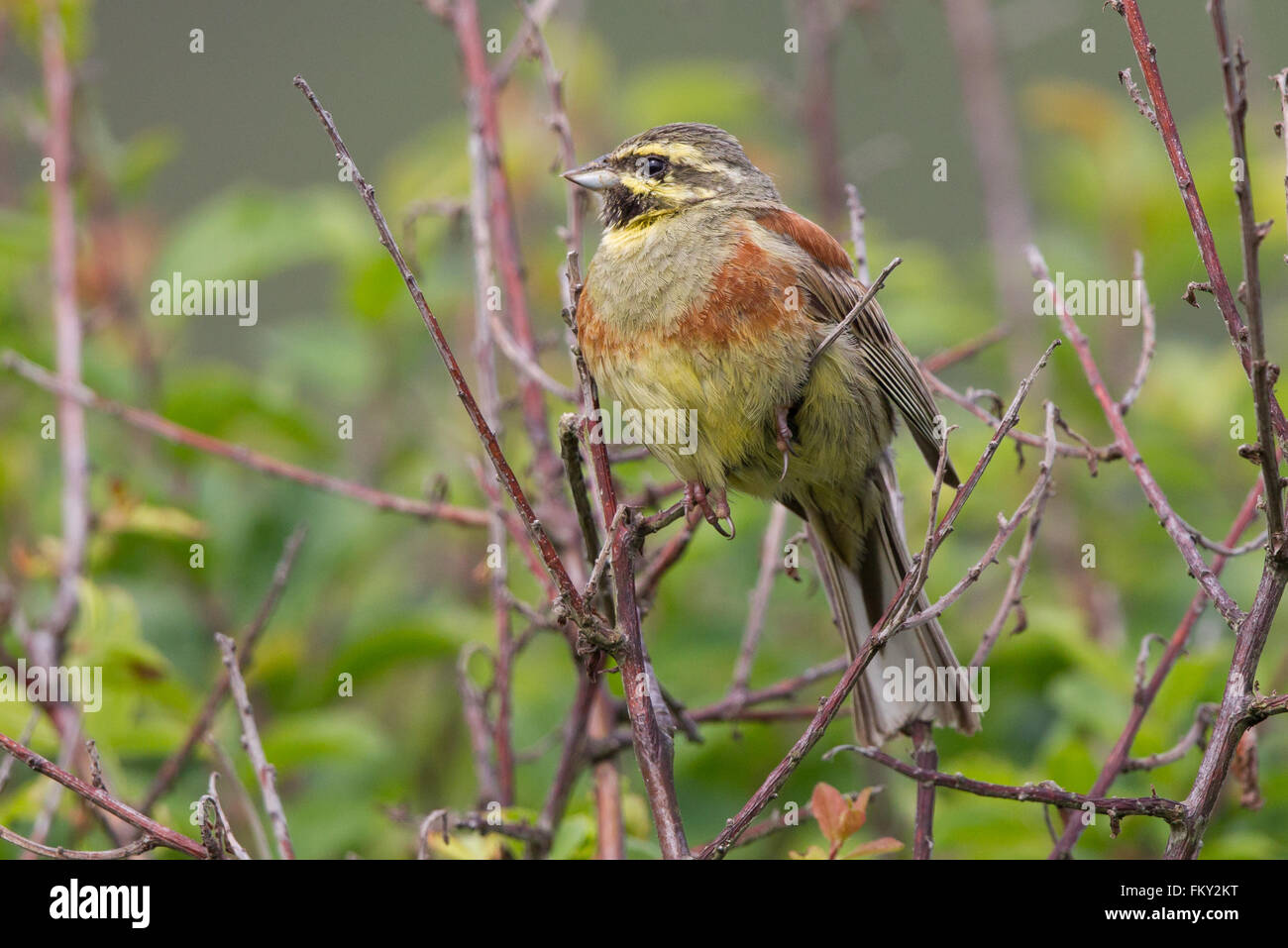 Cirl Bunting Rare Bird Species Hi res Stock Photography And Images Alamy