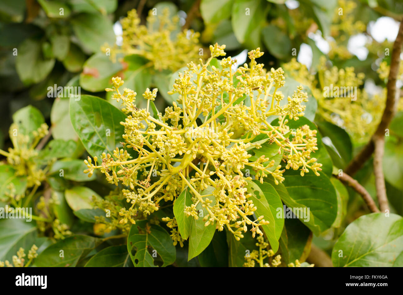 avocado tree with a lot of new flowers Stock Photo