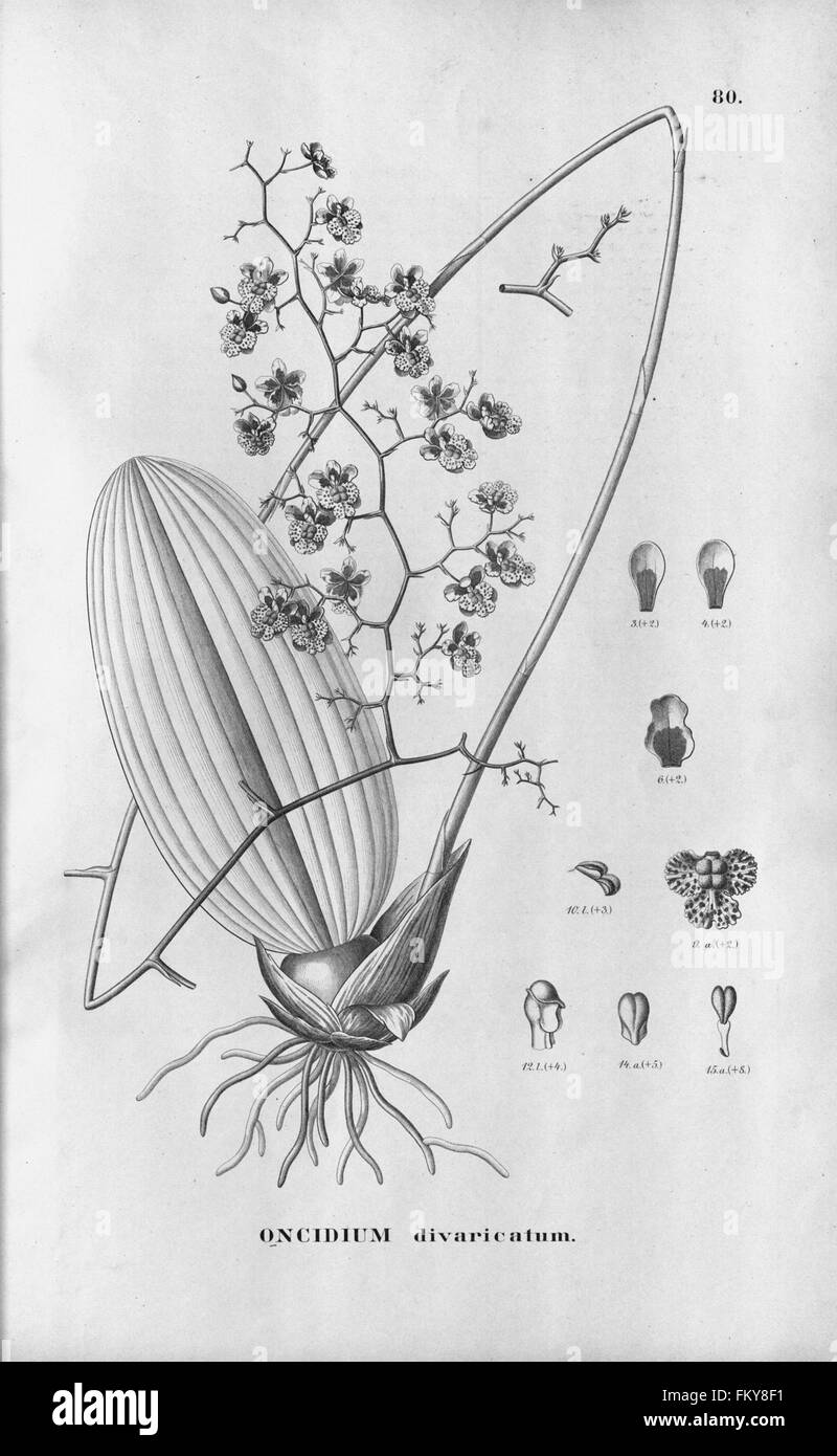 Flora Brasiliensis, enumeratio plantarum in Brasilia hactenus detectarum (Tab. 80) Stock Photo