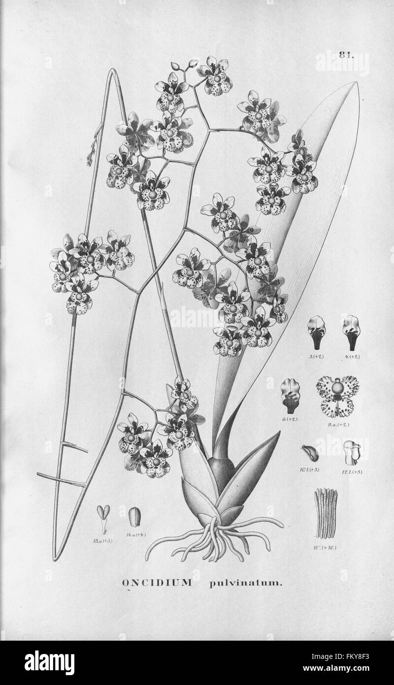 Flora Brasiliensis, enumeratio plantarum in Brasilia hactenus detectarum (Tab. 81) Stock Photo