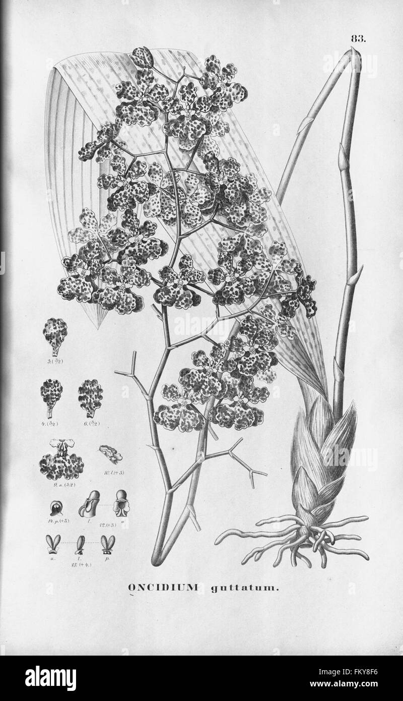 Flora Brasiliensis, enumeratio plantarum in Brasilia hactenus detectarum (Tab. 83) Stock Photo