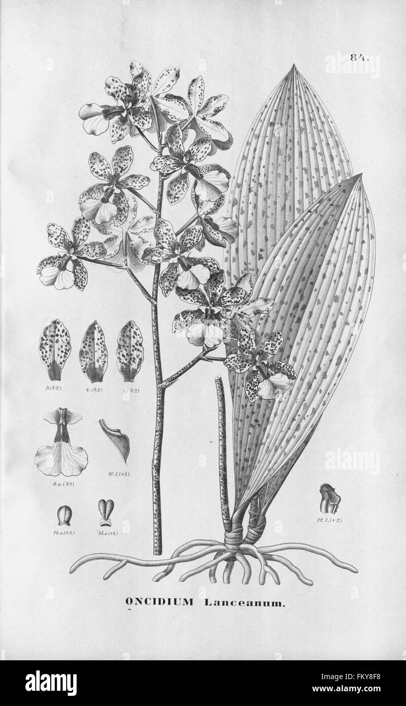 Flora Brasiliensis, enumeratio plantarum in Brasilia hactenus detectarum (Tab. 84) Stock Photo