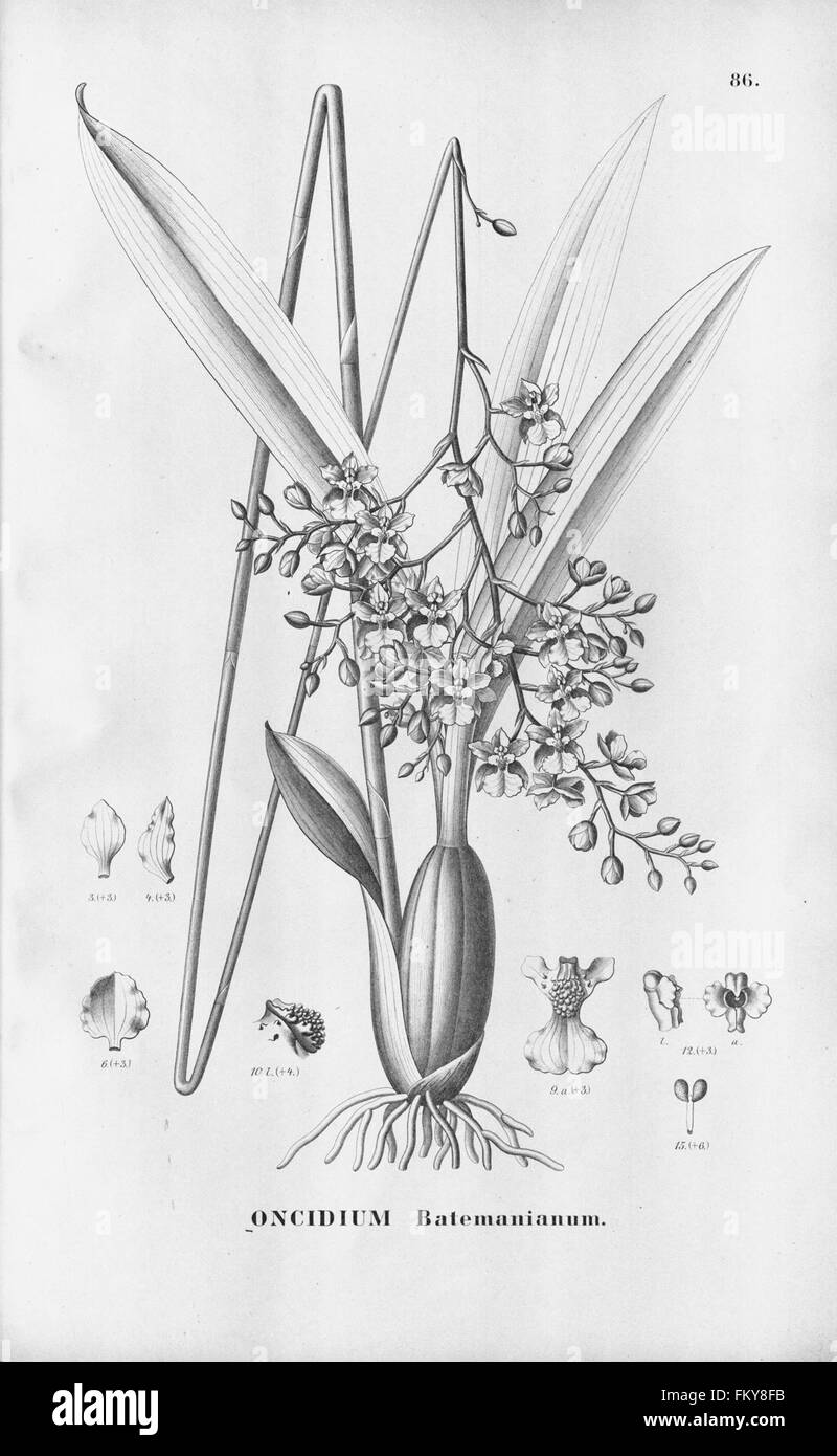 Flora Brasiliensis, enumeratio plantarum in Brasilia hactenus detectarum (Tab. 86) Stock Photo