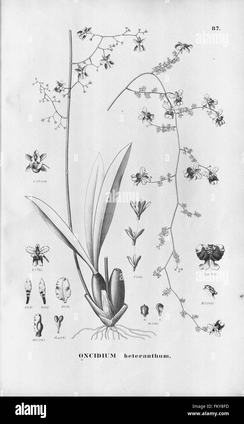 Flora Brasiliensis, enumeratio plantarum in Brasilia hactenus detectarum (Tab. 87) Stock Photo