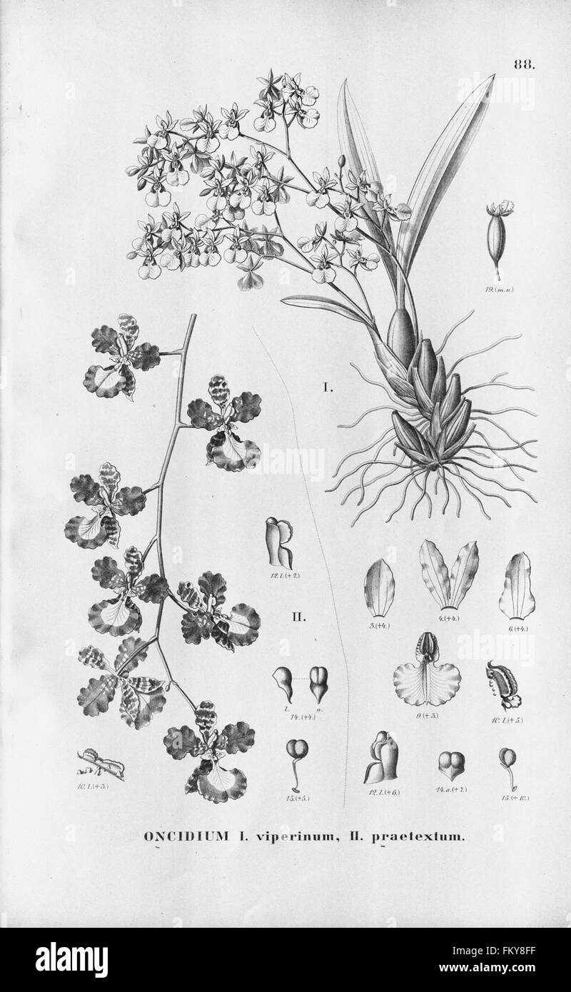 Flora Brasiliensis, enumeratio plantarum in Brasilia hactenus detectarum (Tab. 88) Stock Photo