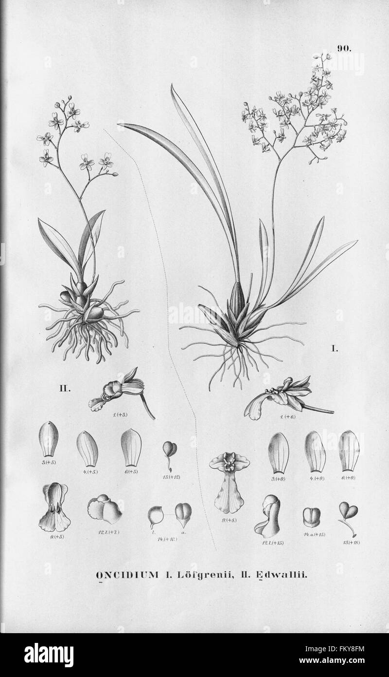 Flora Brasiliensis, enumeratio plantarum in Brasilia hactenus detectarum (Tab. 90) Stock Photo