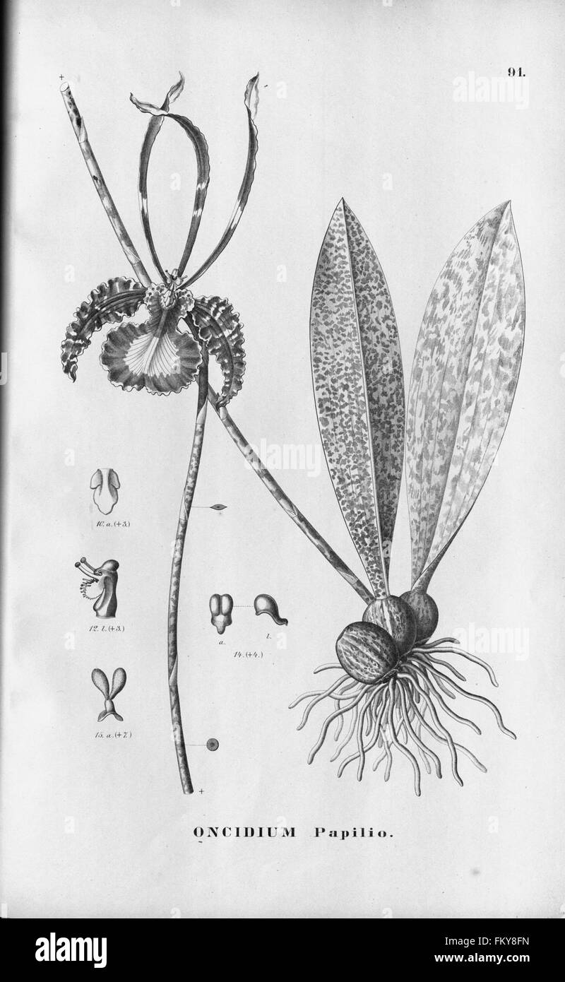 Flora Brasiliensis, enumeratio plantarum in Brasilia hactenus detectarum (Tab. 91) Stock Photo