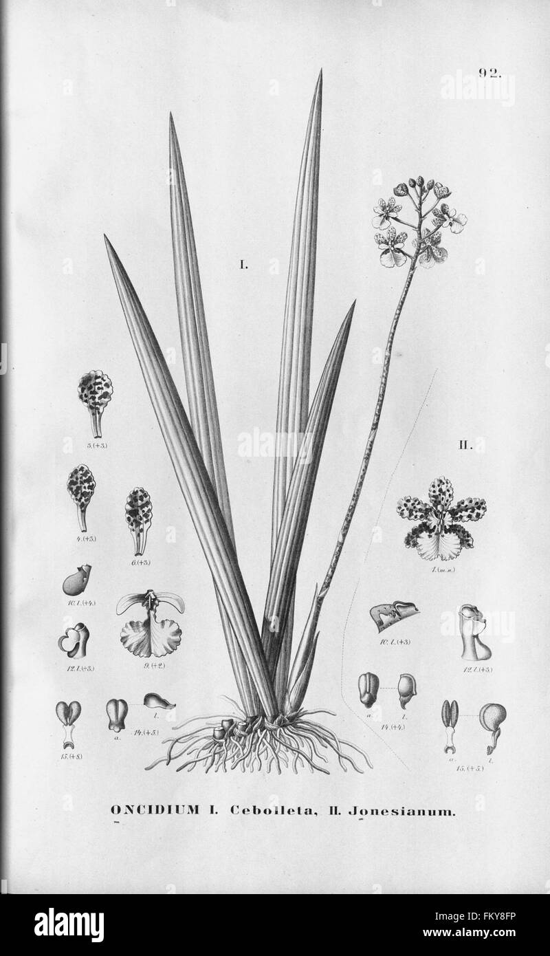Flora Brasiliensis, enumeratio plantarum in Brasilia hactenus detectarum (Tab. 92) Stock Photo