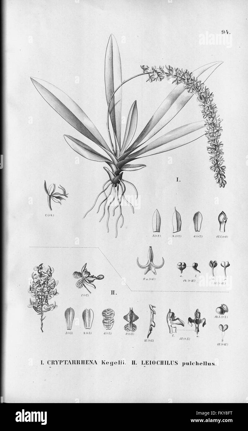 Flora Brasiliensis, enumeratio plantarum in Brasilia hactenus detectarum (Tab. 94) Stock Photo