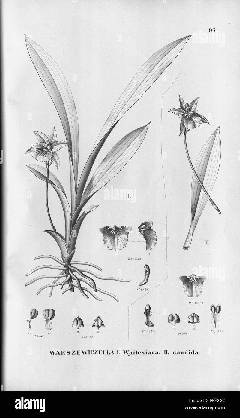 Flora Brasiliensis, enumeratio plantarum in Brasilia hactenus detectarum (Tab. 97) Stock Photo