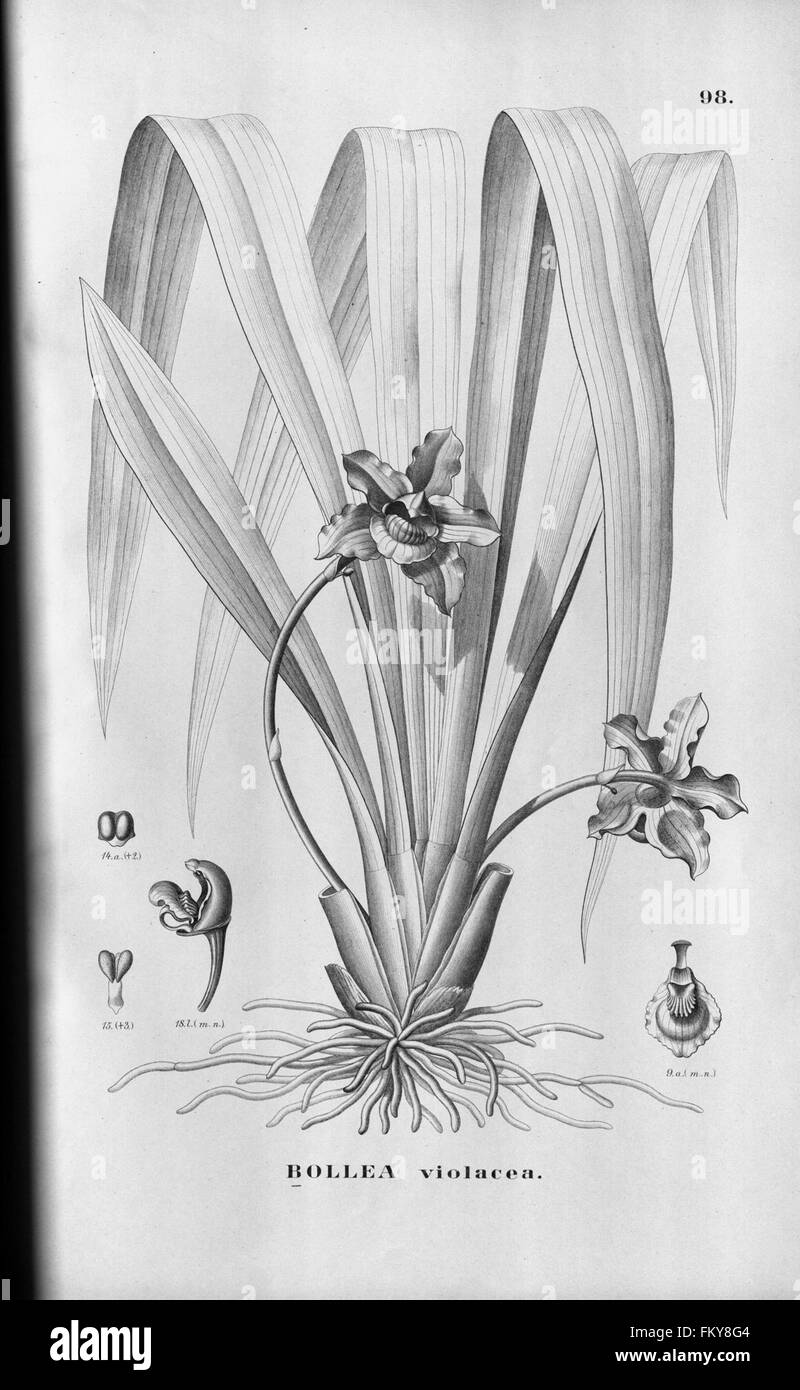 Flora Brasiliensis, enumeratio plantarum in Brasilia hactenus detectarum (Tab. 98) Stock Photo