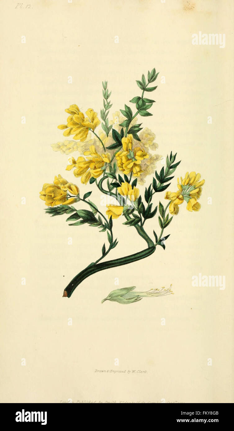 Flora conspicua (Pl. 12) Stock Photo