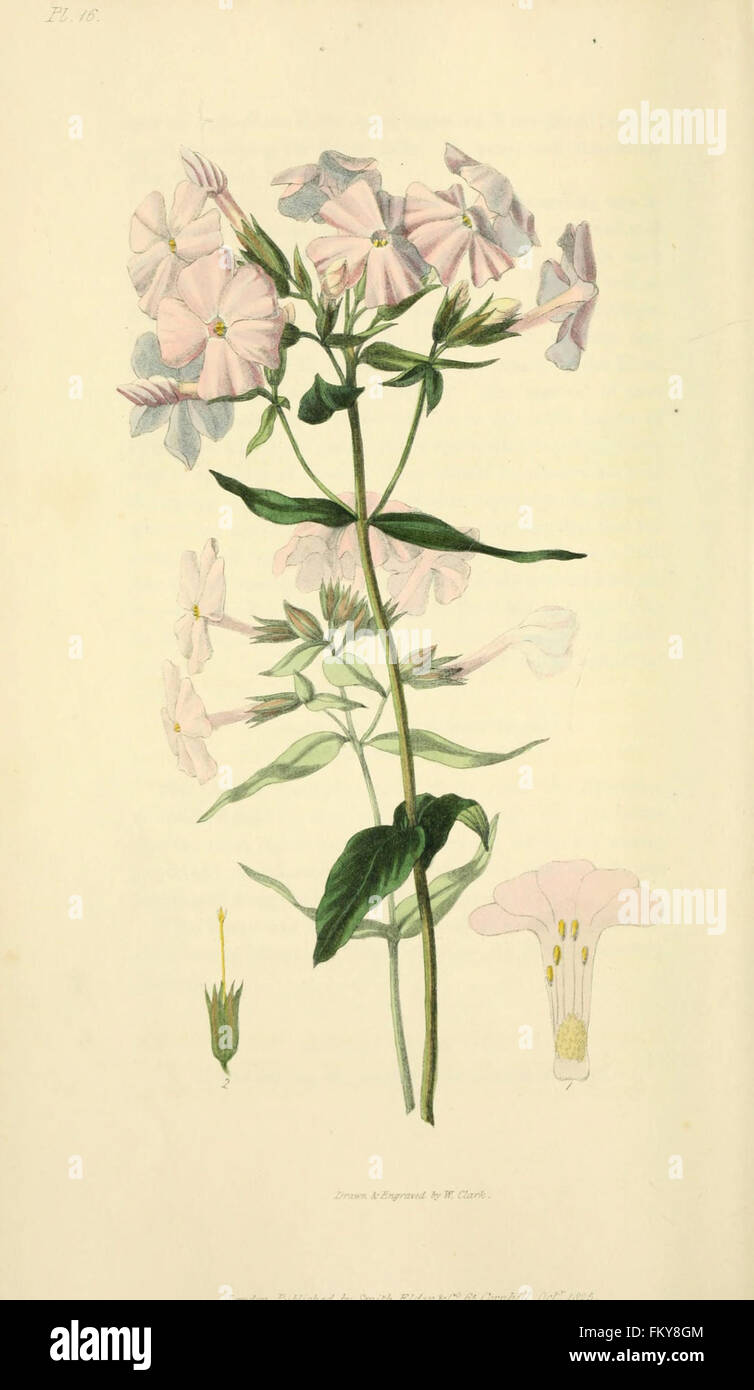Flora conspicua (Pl. 16) Stock Photo