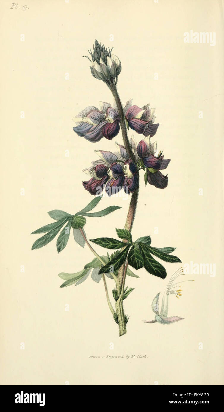 Flora conspicua (Pl. 19) Stock Photo