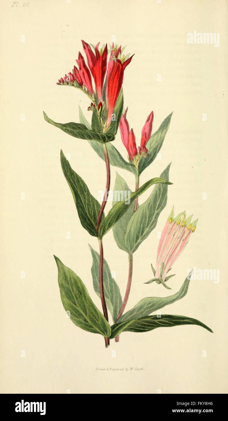 Flora conspicua (Pl. 26) Stock Photo