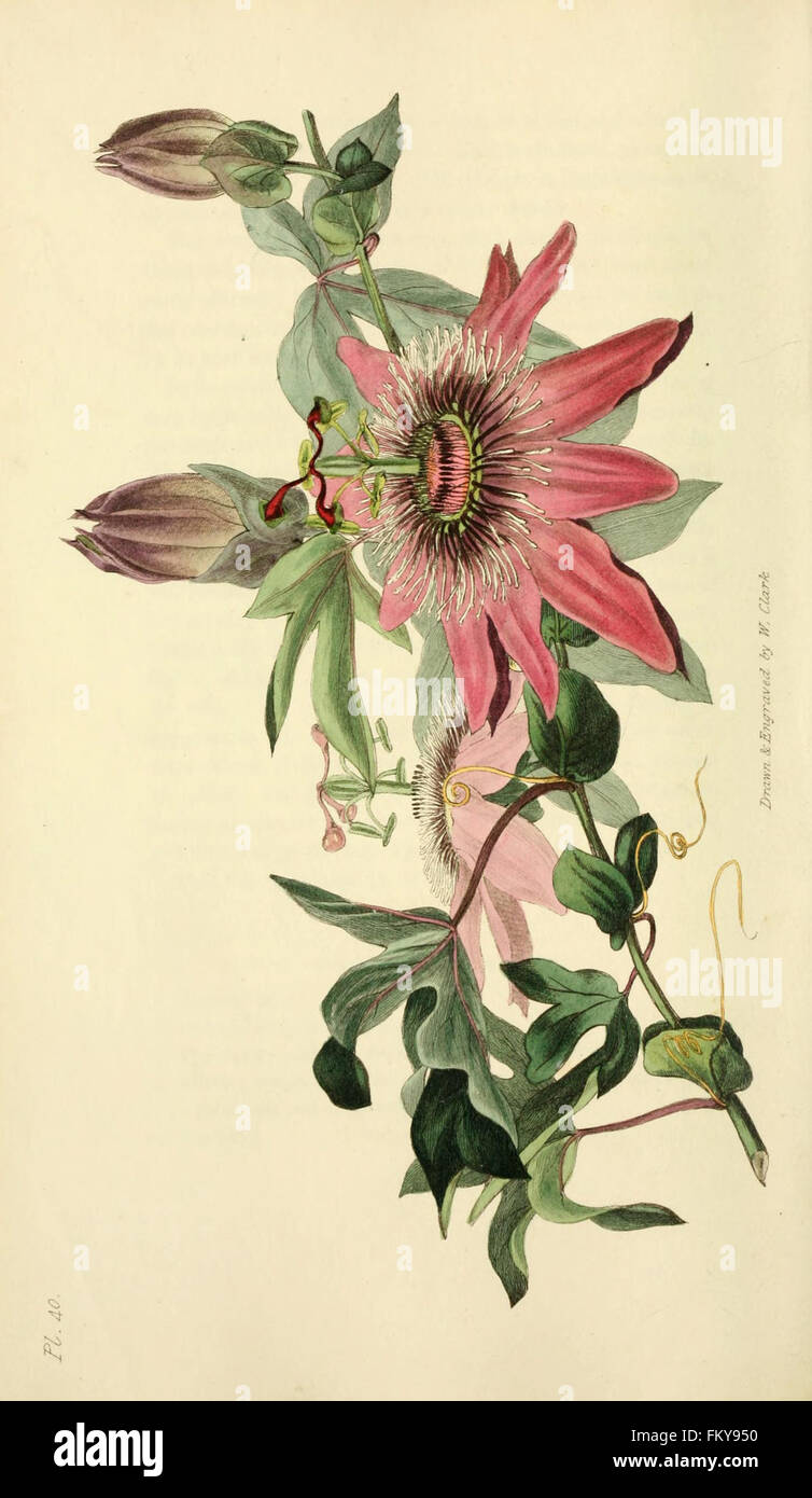 Flora conspicua (Pl. 40) Stock Photo