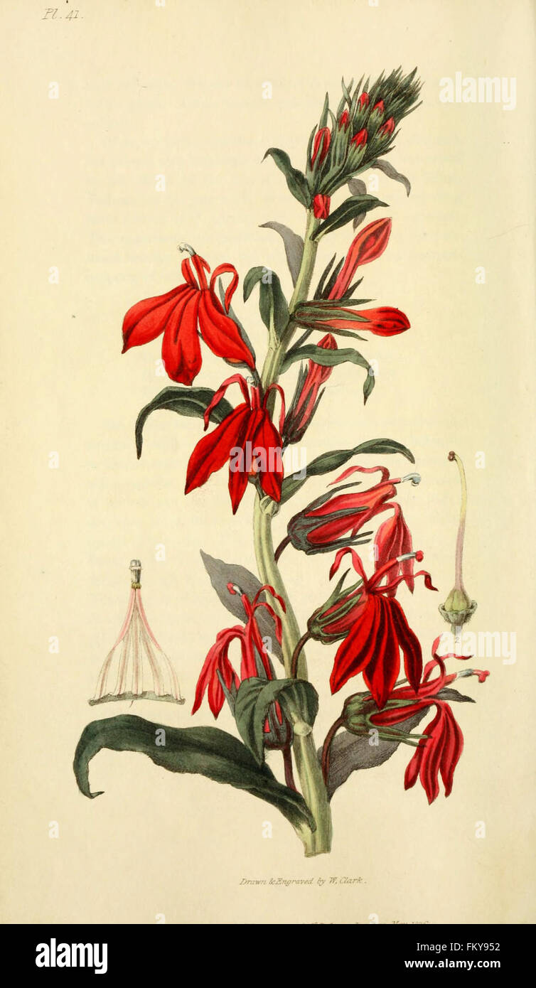 Flora conspicua (Pl. 41) Stock Photo