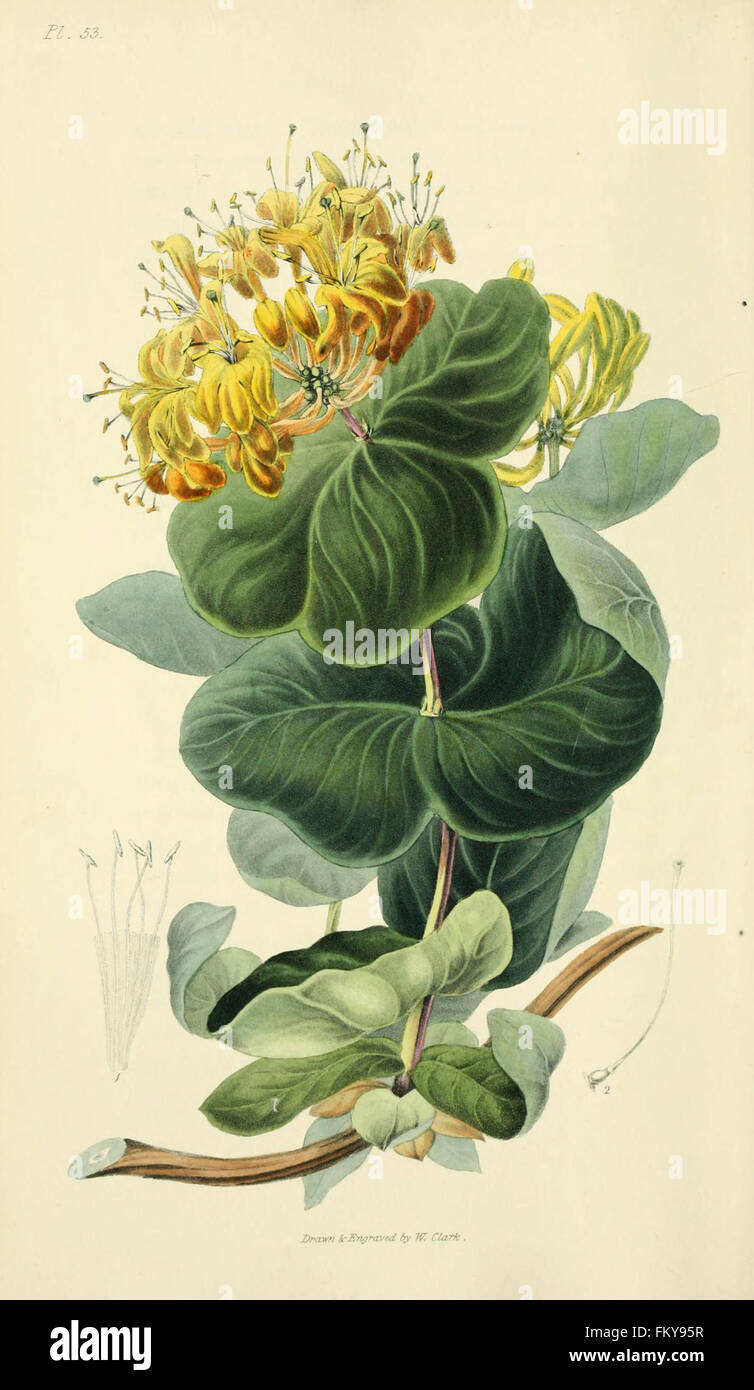 Flora conspicua (Pl. 53) Stock Photo