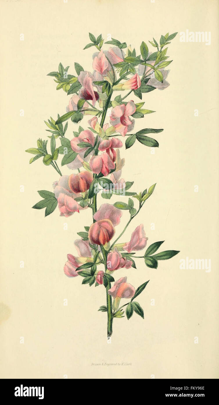 Flora conspicua (Pl. 58) Stock Photo