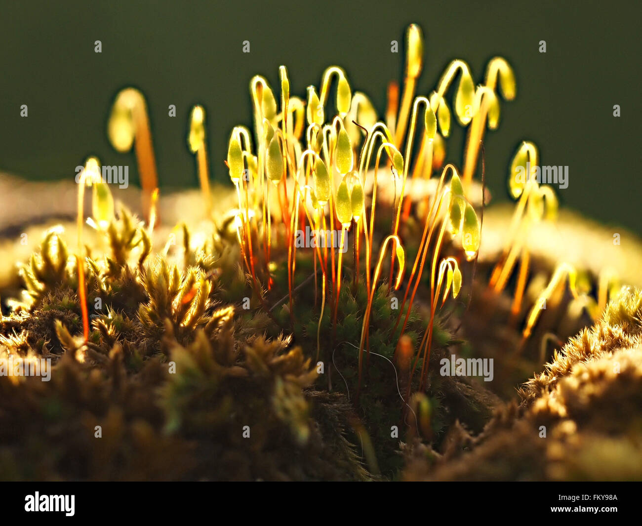 seeding Acrocarpus moss Capillary Thread Moss (Bryum Capillare) showing sporophytes with golden stems & bright green sunlit caps Stock Photo