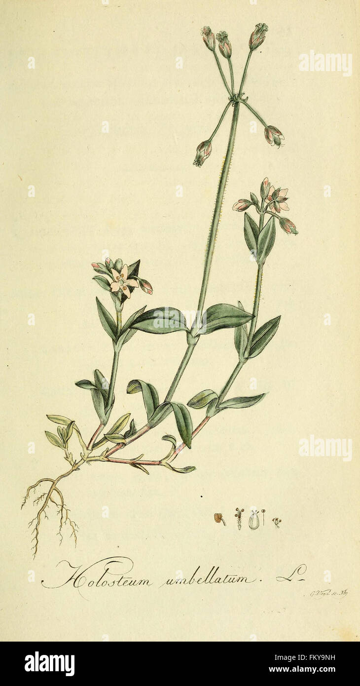 Flora Europaea inchoata (Pl. 12) Stock Photo