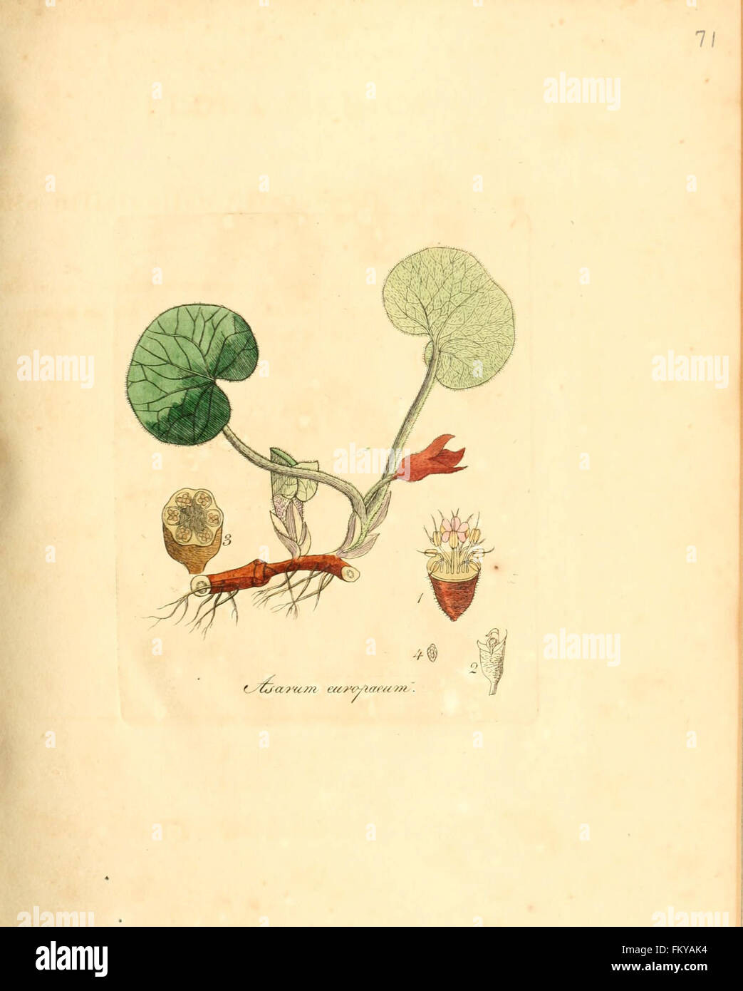 Flora medica, oder, Abbildung der wichtigsten officinellen Pflanzen (Pl