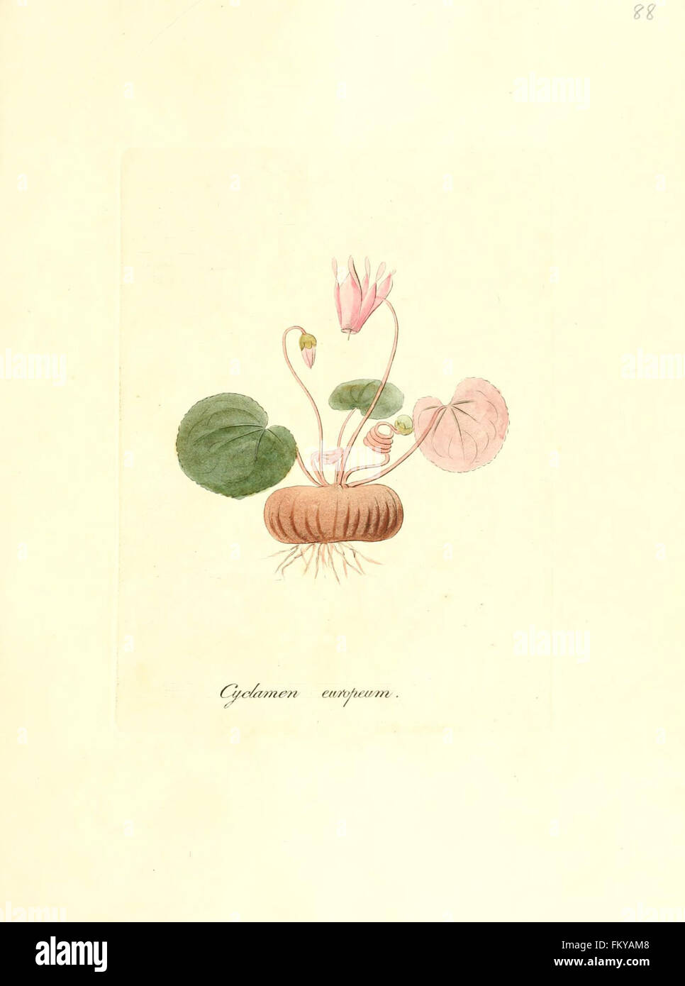 Flora medica, oder, Abbildung der wichtigsten officinellen Pflanzen (Pl