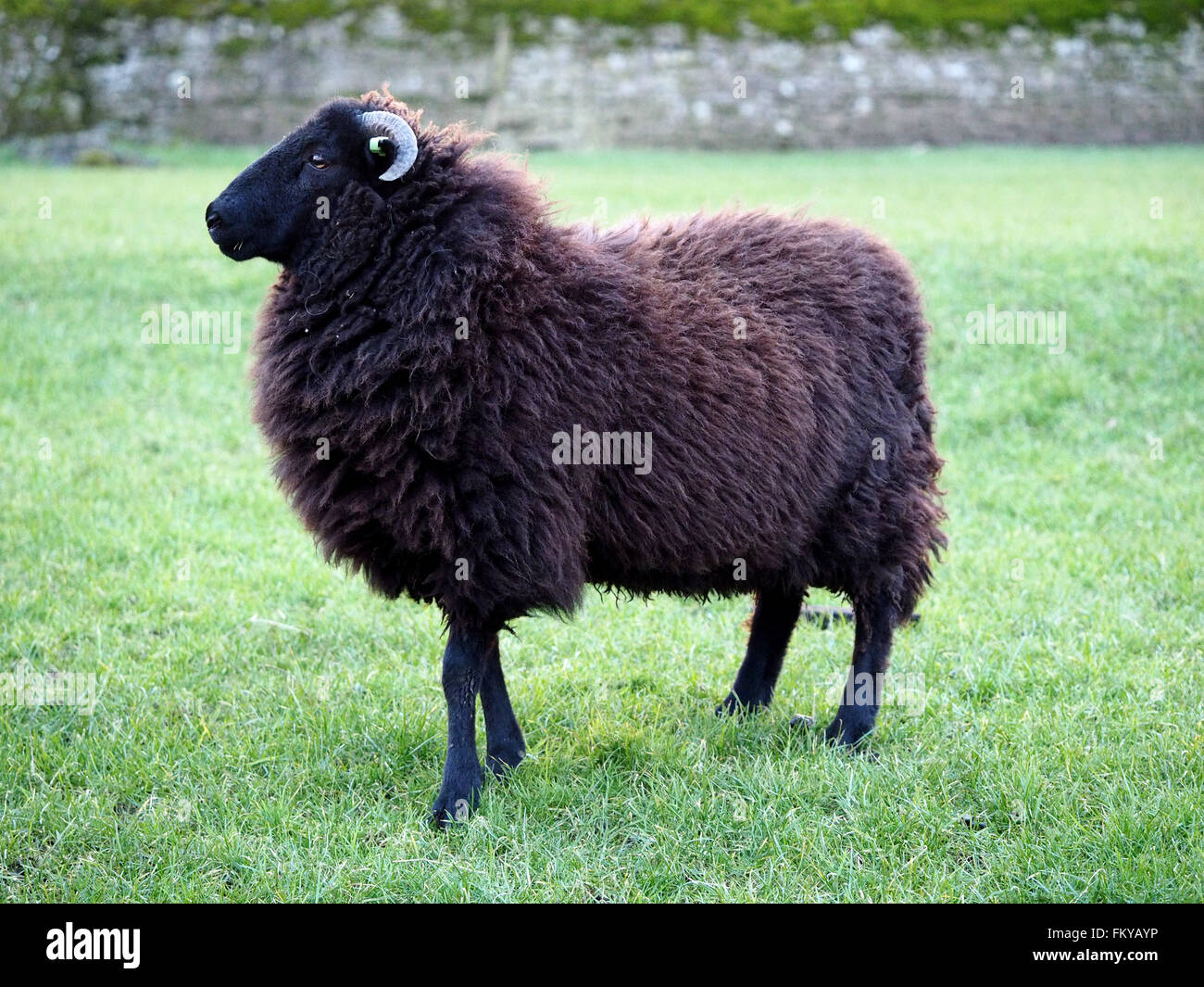 black crossbreed sheep with woolly fleece in farmyard field with stone wall in background Stock Photo