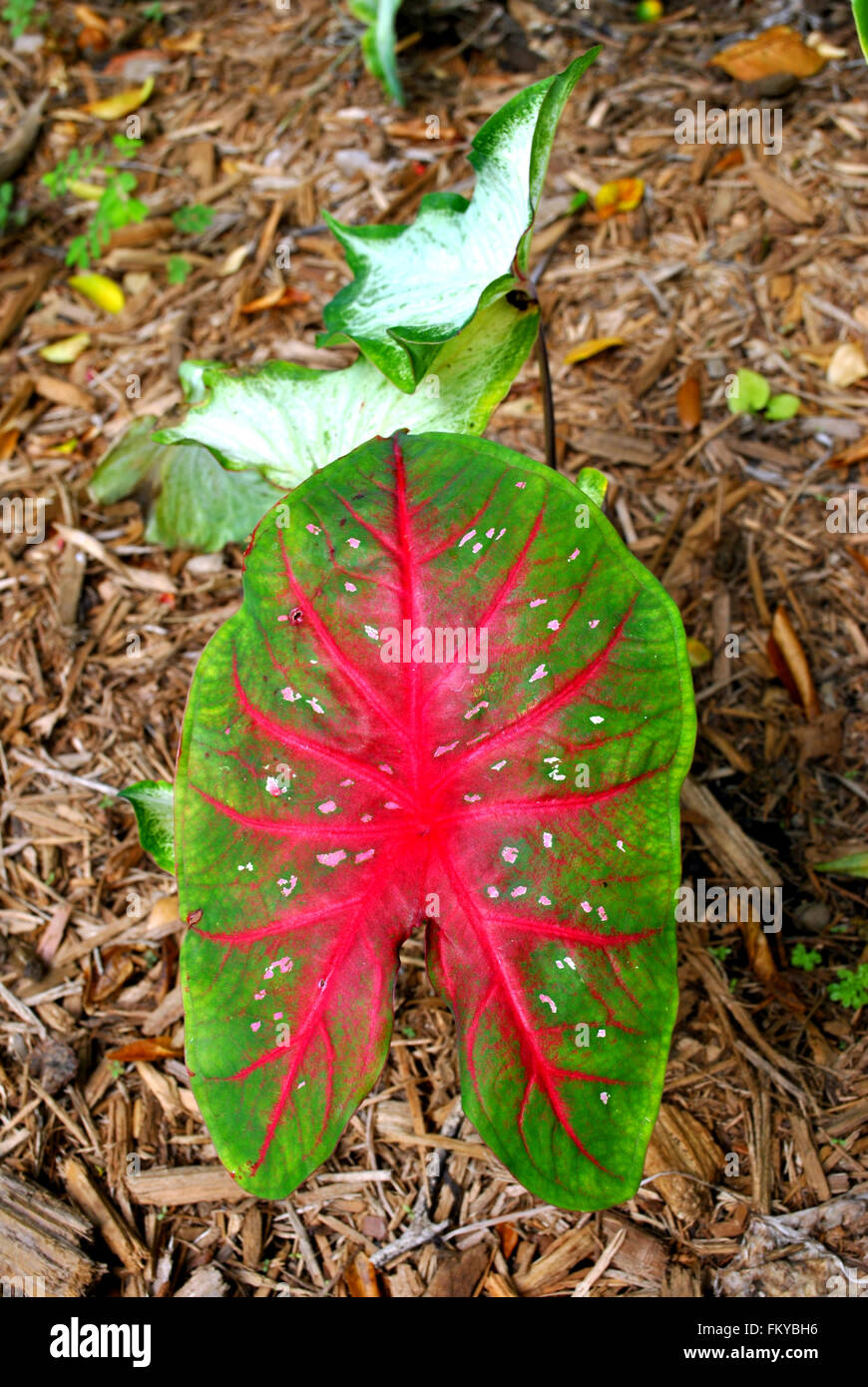 Angle wings Latin name Caladium bicolour. A decorative plant with red and green leaves. Stock Photo