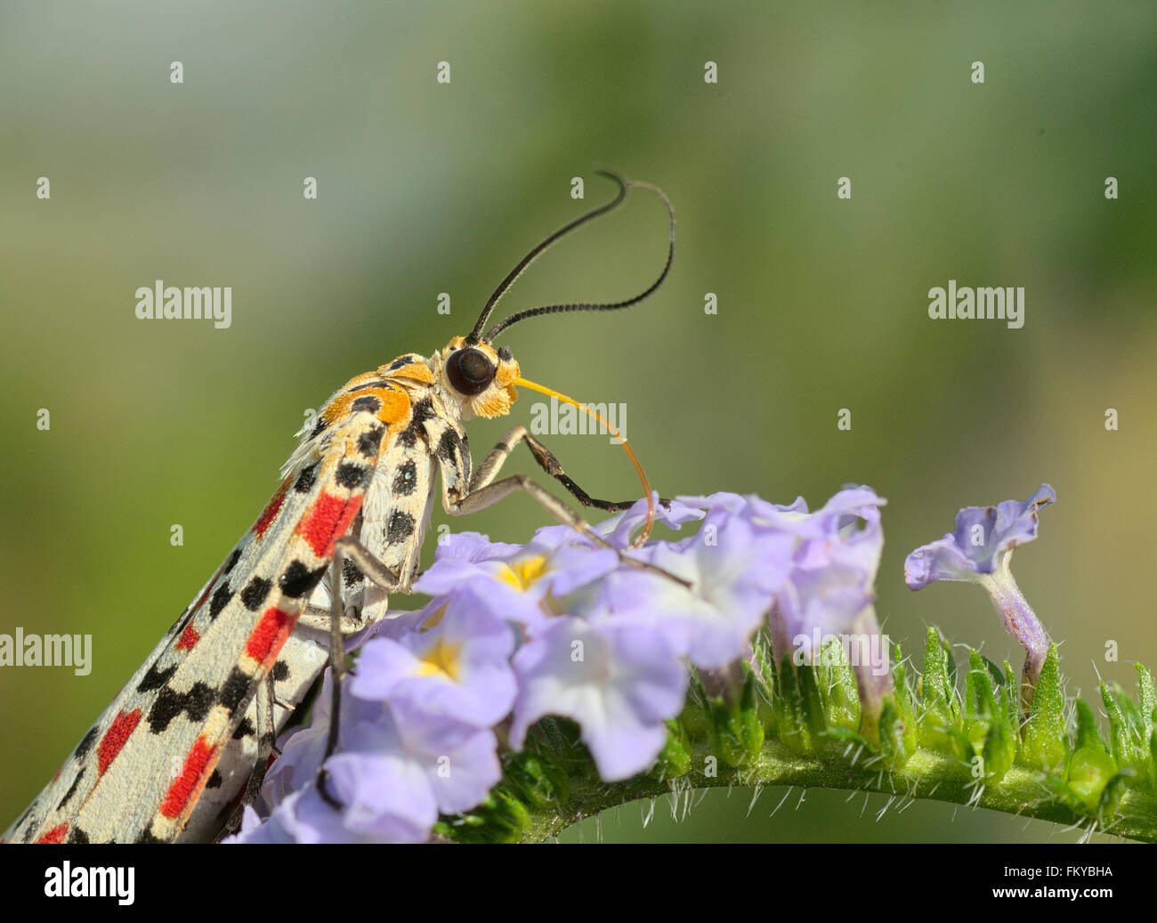 Diurnal moth sucking nectar Stock Photo