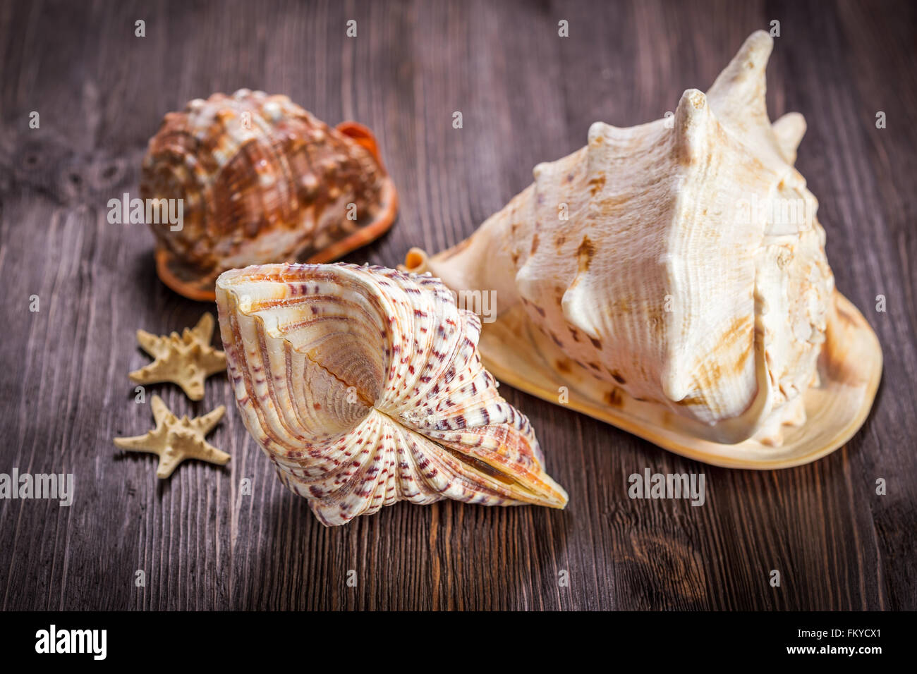 Sea objects - shells, sea stars on dark wooden background Stock Photo ...