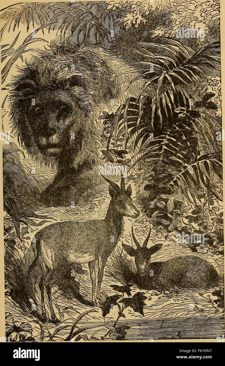 Four feet, wings, and fins (1879 Stock Photo Alamy