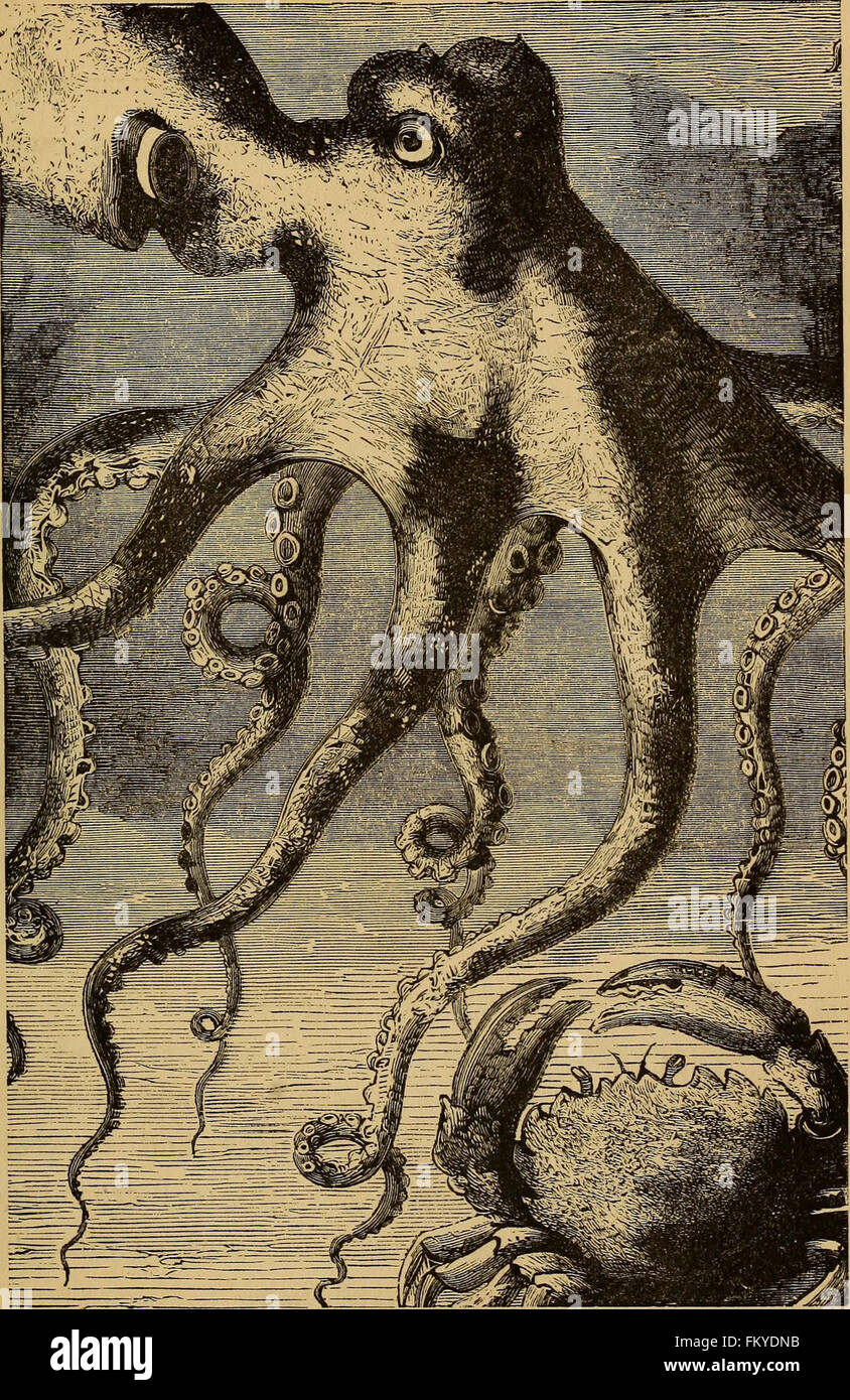 Four feet, wings, and fins (1879 Stock Photo Alamy