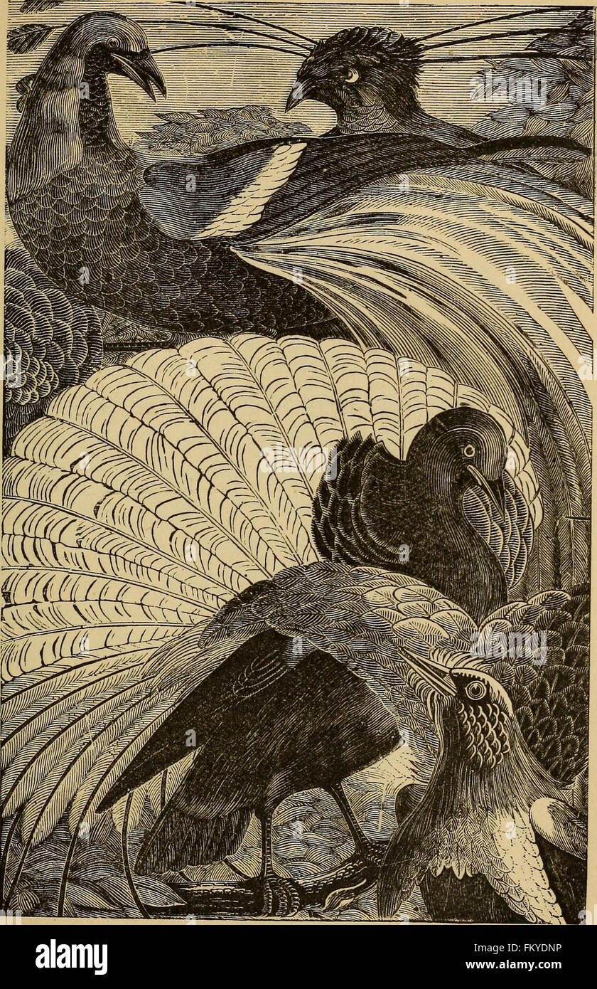 Four feet, wings, and fins (1879 Stock Photo Alamy