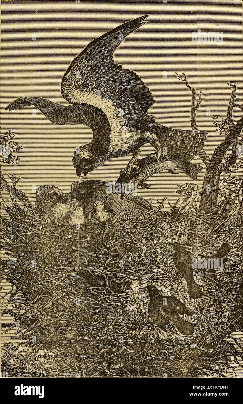 Four feet, wings, and fins (1879 Stock Photo Alamy