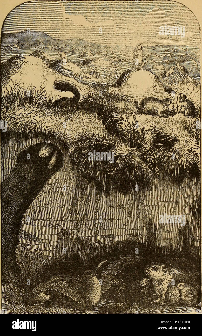 Four feet, wings, and fins (1879 Stock Photo Alamy