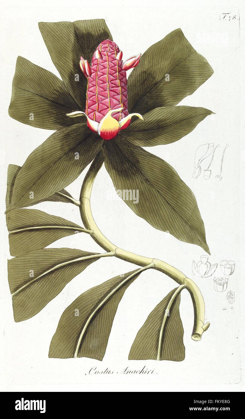 Plate 78 from 'Fragmenta Botanica' presents botanical illustrations of ...