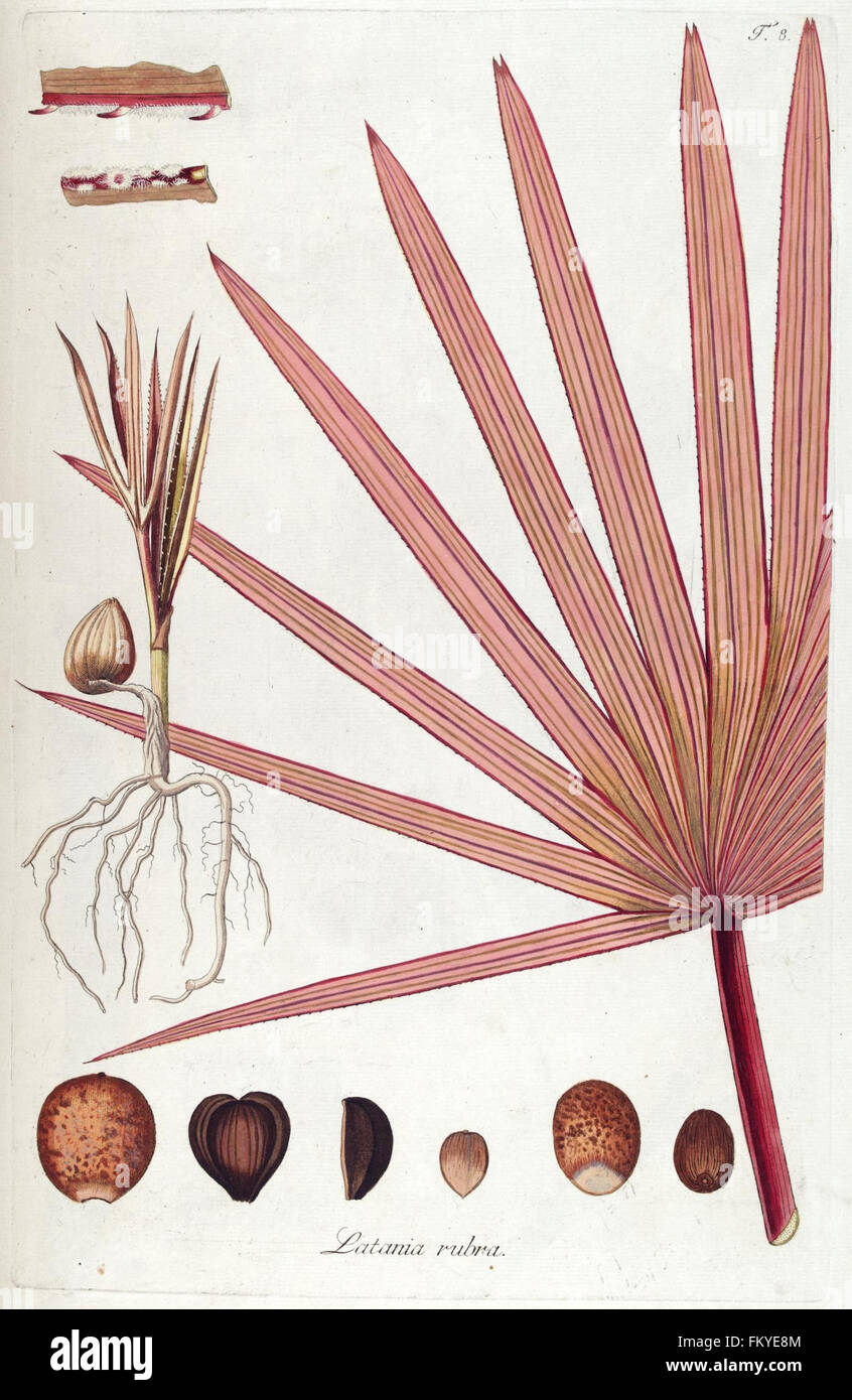 Plate T.8 from 'Fragmenta Botanica' offers botanical illustrations from ...