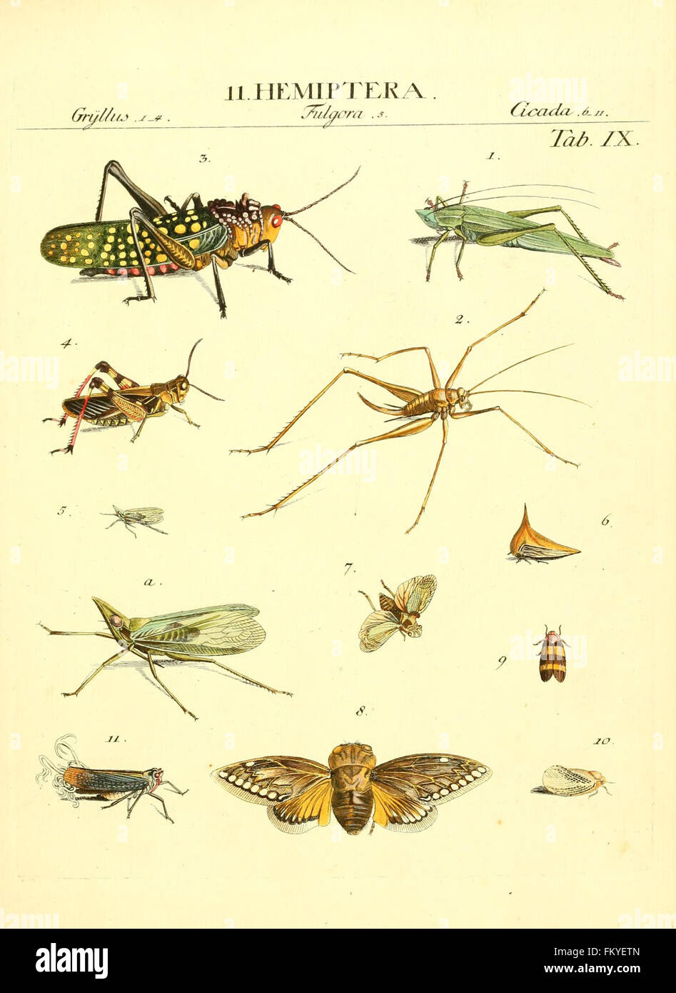 Linee Insect Grouping This plate from 'Genera Insectorum Linnaei et Fabricii' illustrates the ...