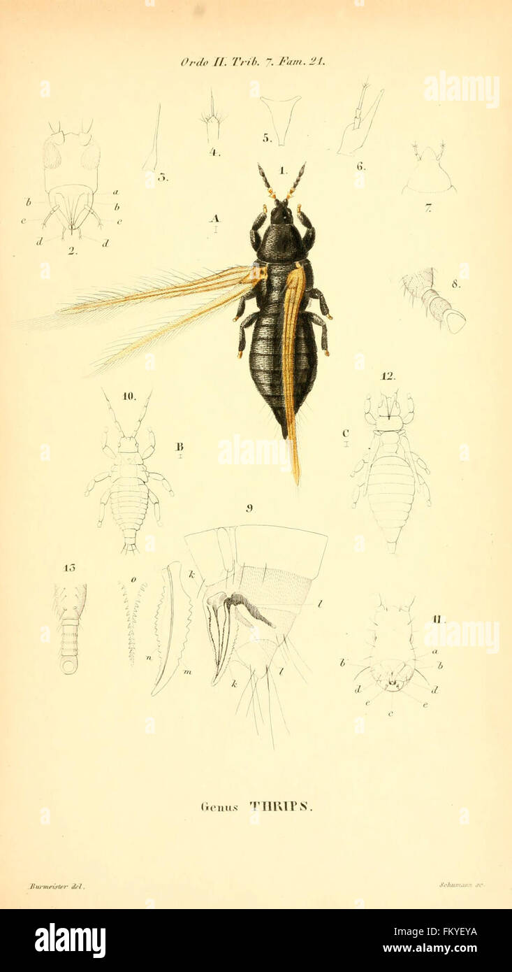 'Genera Quaedam Insectorum' presents detailed illustrations of various ...