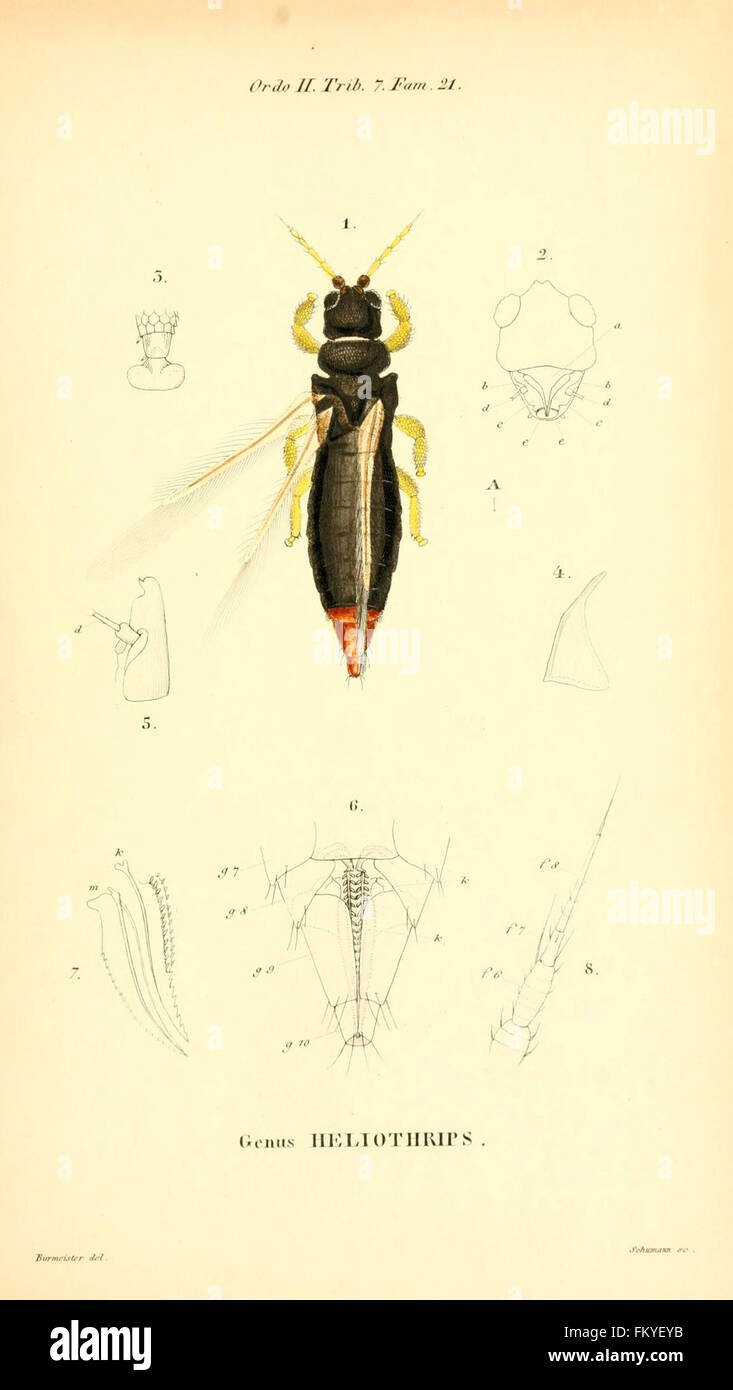 Genae Insect 'Genera quædam insectorum' features illustrations of various insect ...