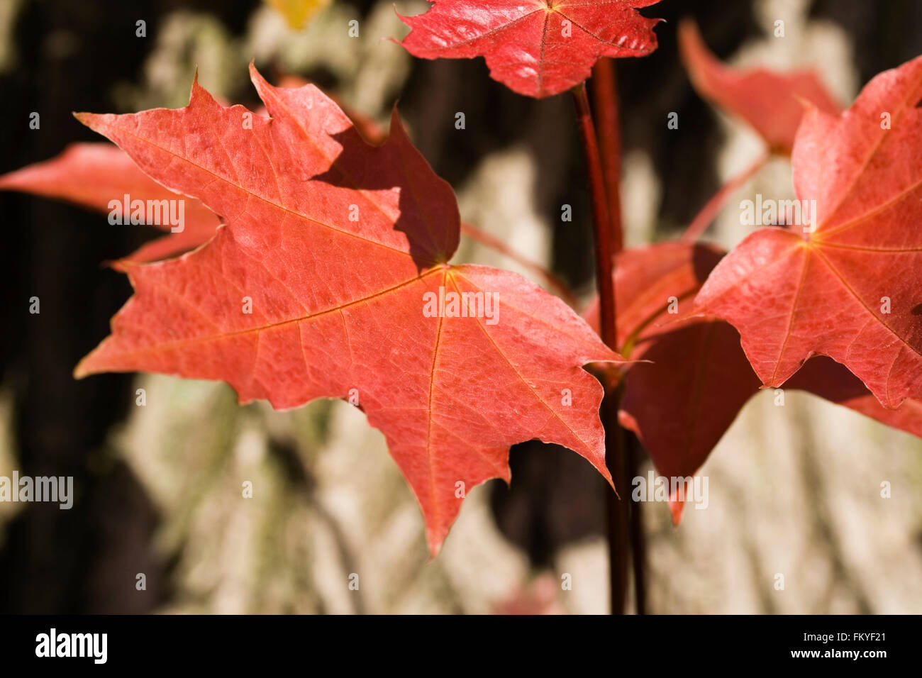 Closeup view of red maple leaves with shallow depth of field. Stock Photo