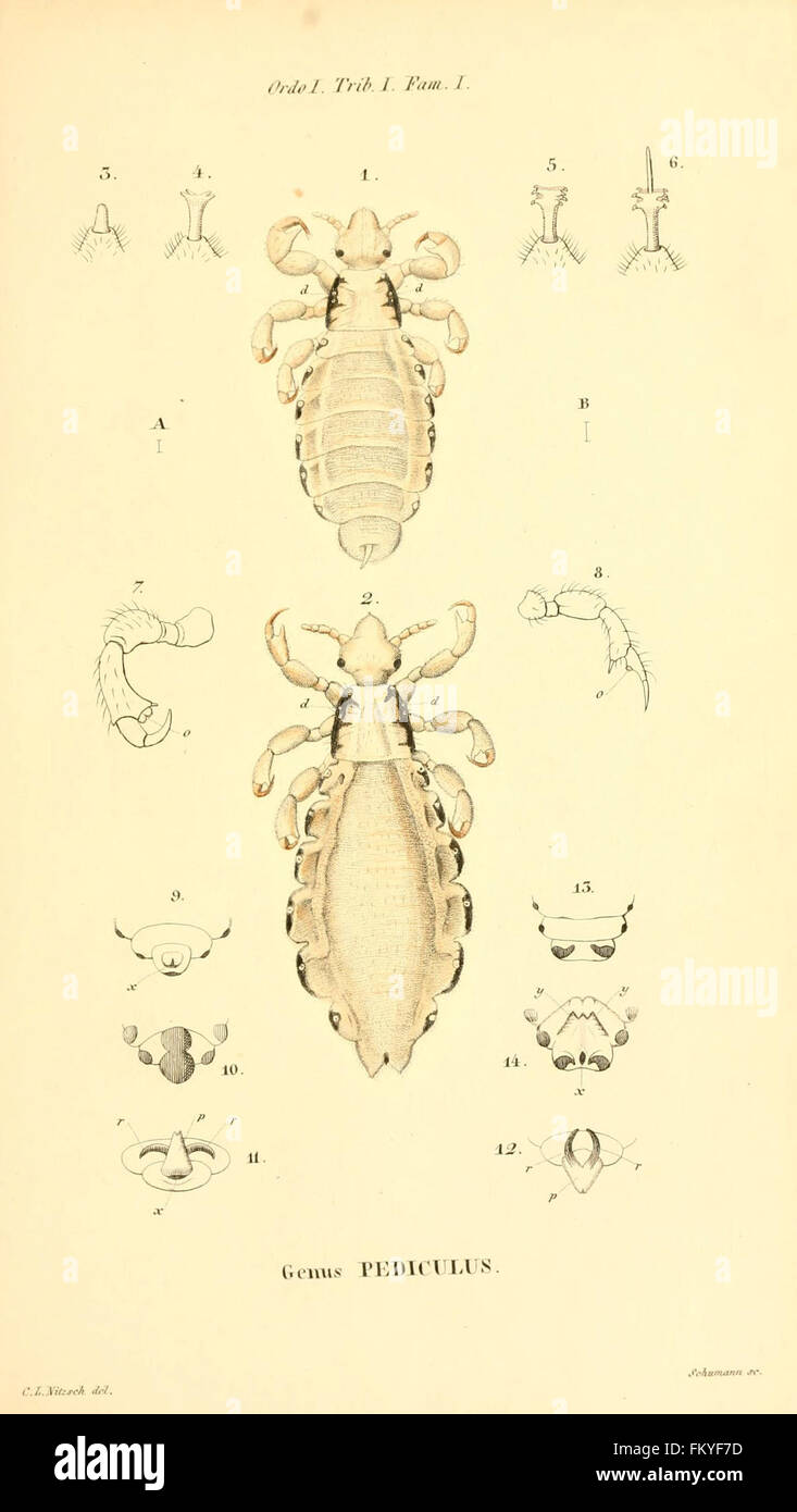 Pictorial insect studies hi-res stock photography and images - Alamy