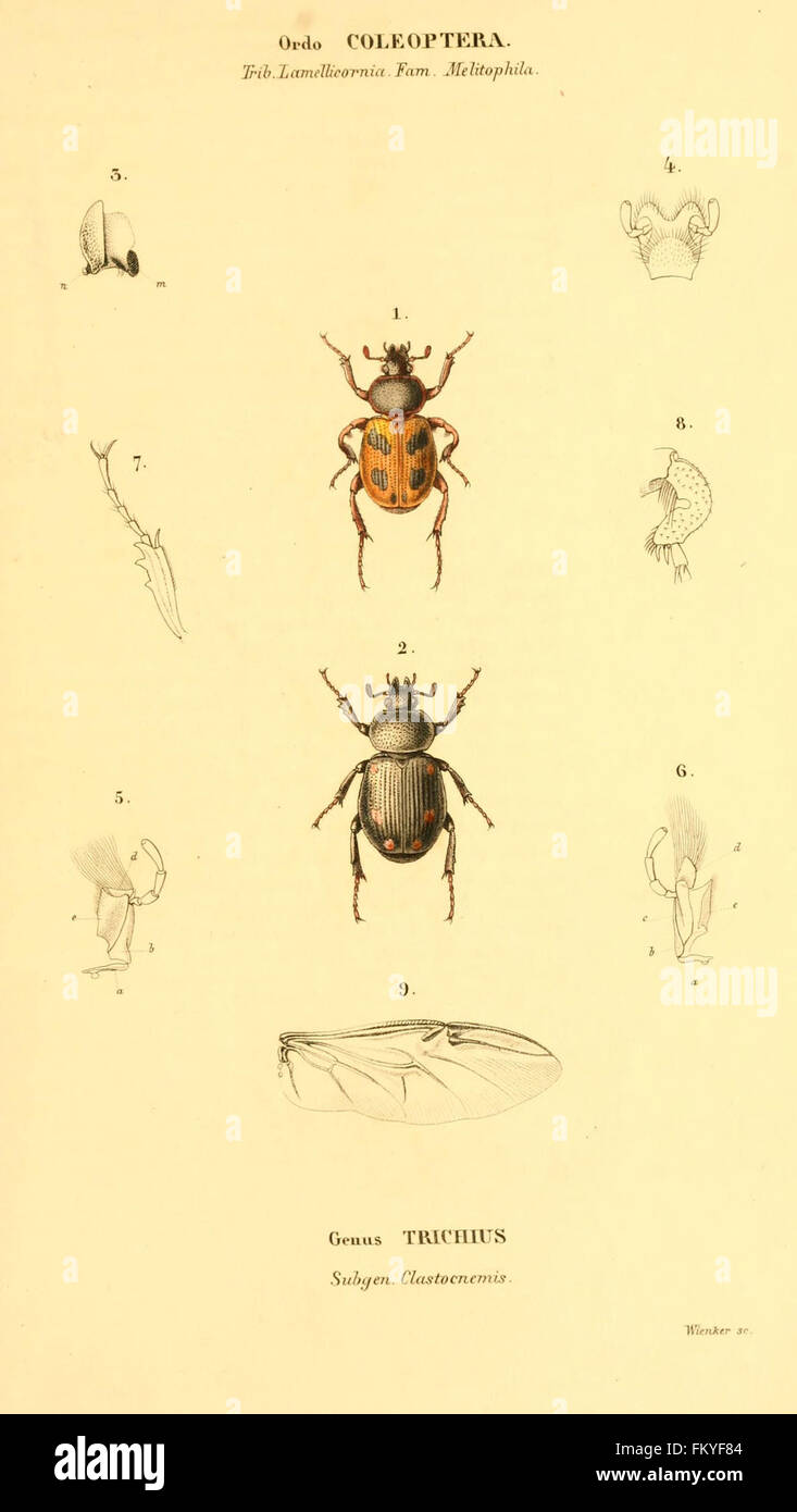Genae Insect *Genera Quaedam Insectorum* is a collection of illustrations depicting ...