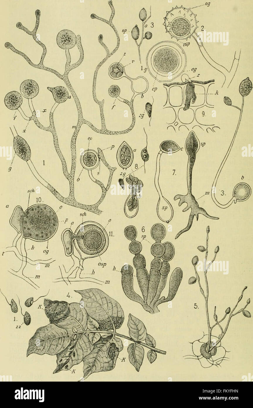 Pflanzenkrankheiten Bilder: Learning to Draw the Wonders of Nature