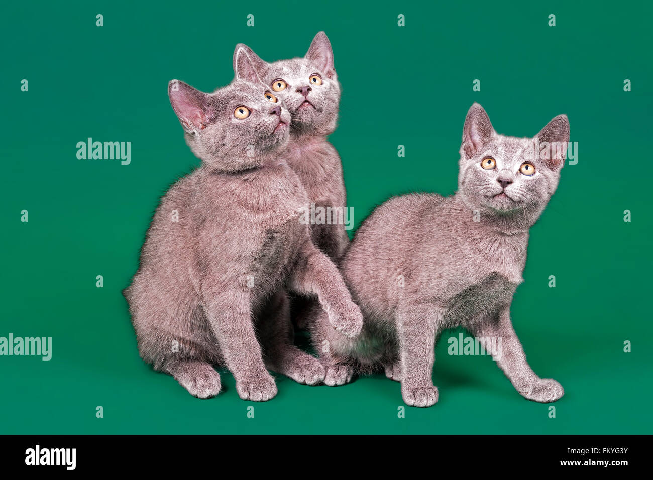 Purebred cats, Russian Blue, kitten, 12 weeks Stock Photo