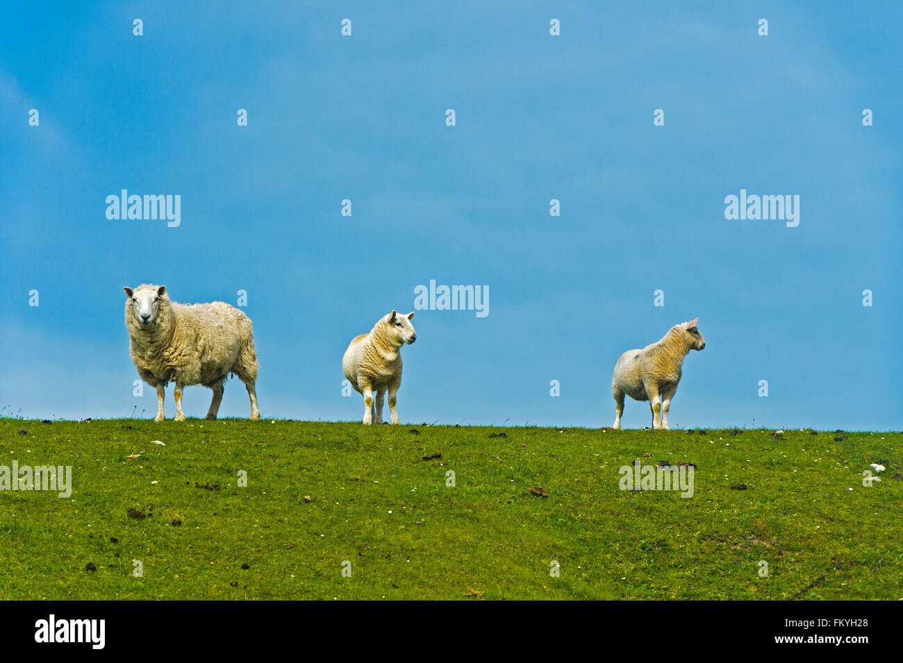 Three sheep in a pasture, Scotland, United Kingdom Stock Photo