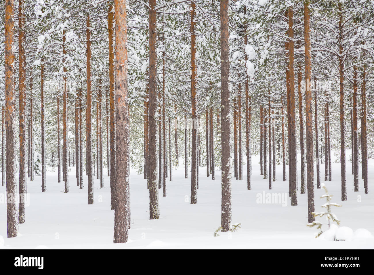 Forest Near Rovaniemi Snowy coniferous forest at the Arctic Circle, near Rovaniemi, Lapland ...