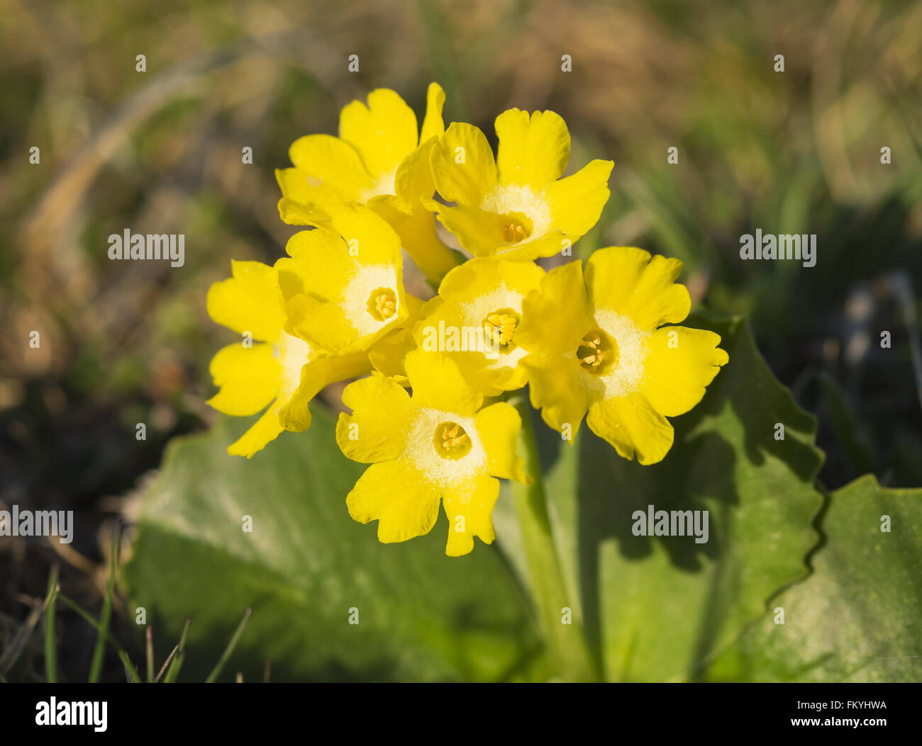 Auricula (Primula auricula), Schneeberg, Lower Austria, Austria Stock Photo